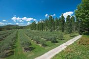 Alpilles - Wonderful olive farm property - photo6