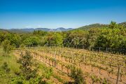 La Croix Valmer-Beautiful Stone property in 9000m2 with vines - photo1