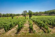 Close to Aix-en-Provence - Provencal farm house with vineyard - photo9